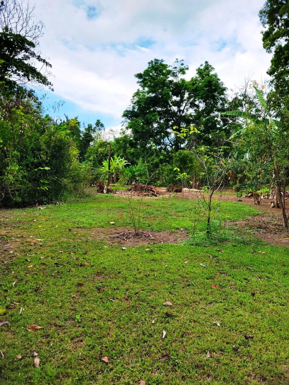 Tropical Fruit Farm in Playa Cañaza Build Your Dream Home in Paradise - Gallery image 18