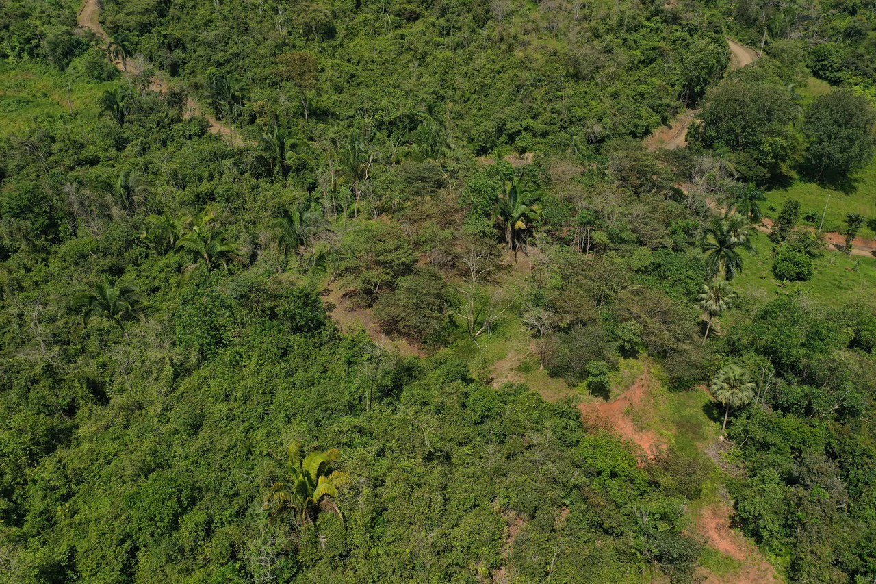 12 Acre Farm in Private Agricultural Community South of Ojochal - Gallery image 18
