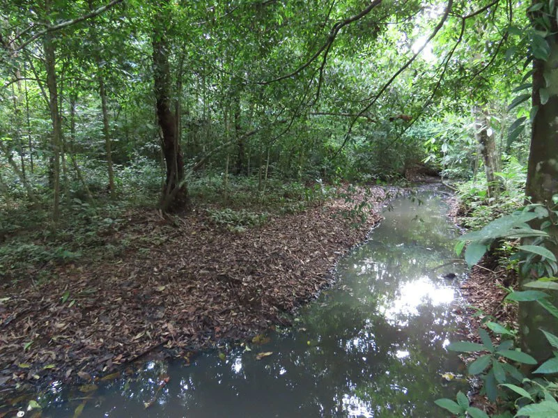 0.25 Acres Lots For Sale in La Amapola, Puerto Jimenez on Highway-245 - Gallery image 7