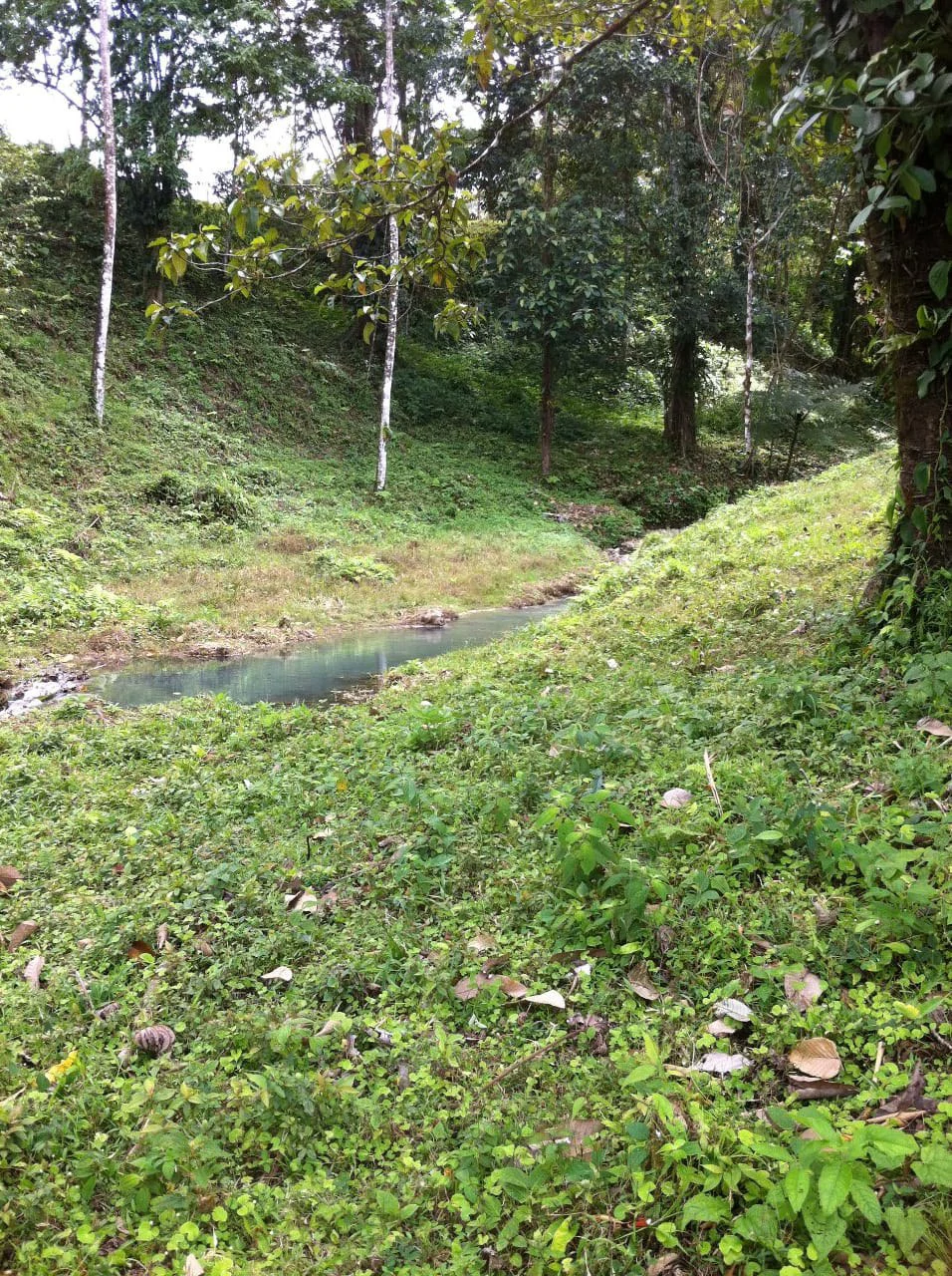 Cold & Hot springs surrounded by an overgrown farm, taken back by nature - Gallery image 88