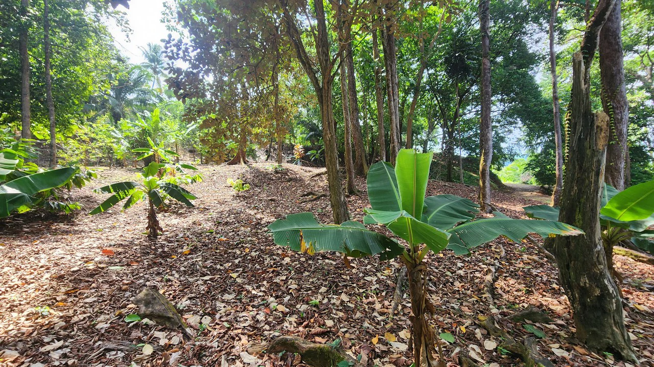 Villas Azul: Direct Beach Front Access in Uvita, 3 Villas, 2 Casitas, Development Land Piñuelas Beach, Uvita, Puntarenas, Costa Rica - Gallery image 74