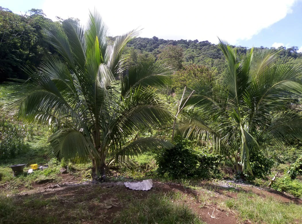 Agricultural farmland for sale in Aguas Claras, Alajuela, 1 house and many fruit trees - Gallery image 14