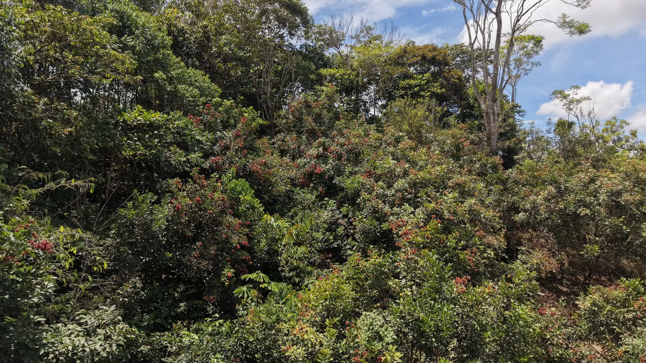 Countryside Home Construction Site For Sale in San Francisco - photo 4