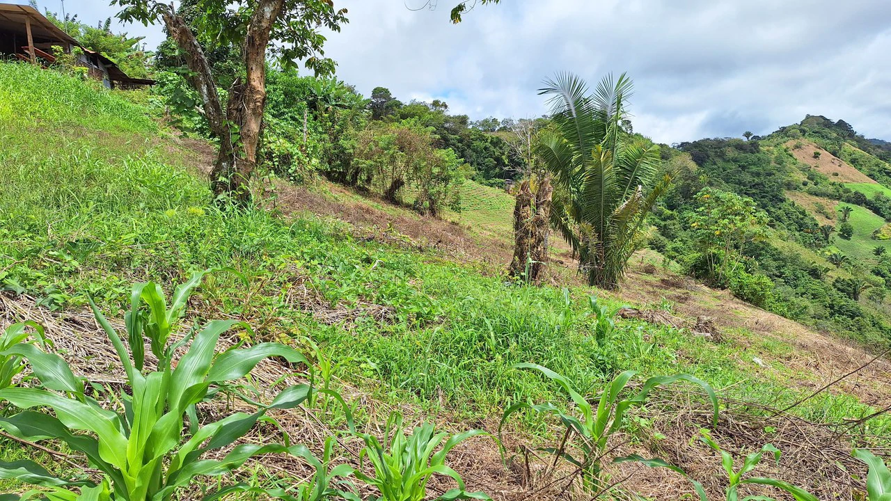 Spacious Lot For Sale In The Heart Of Pejibaye — Private Spring & Mountain Views - Gallery image 8