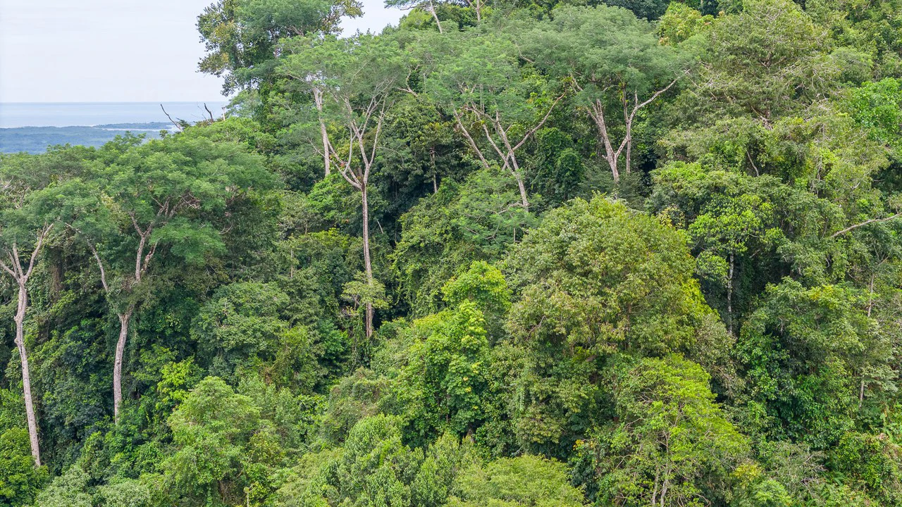 Costa Rican Gem with Conservation Potential: Preserve 26 Acres of Pristine Land - Gallery image 19