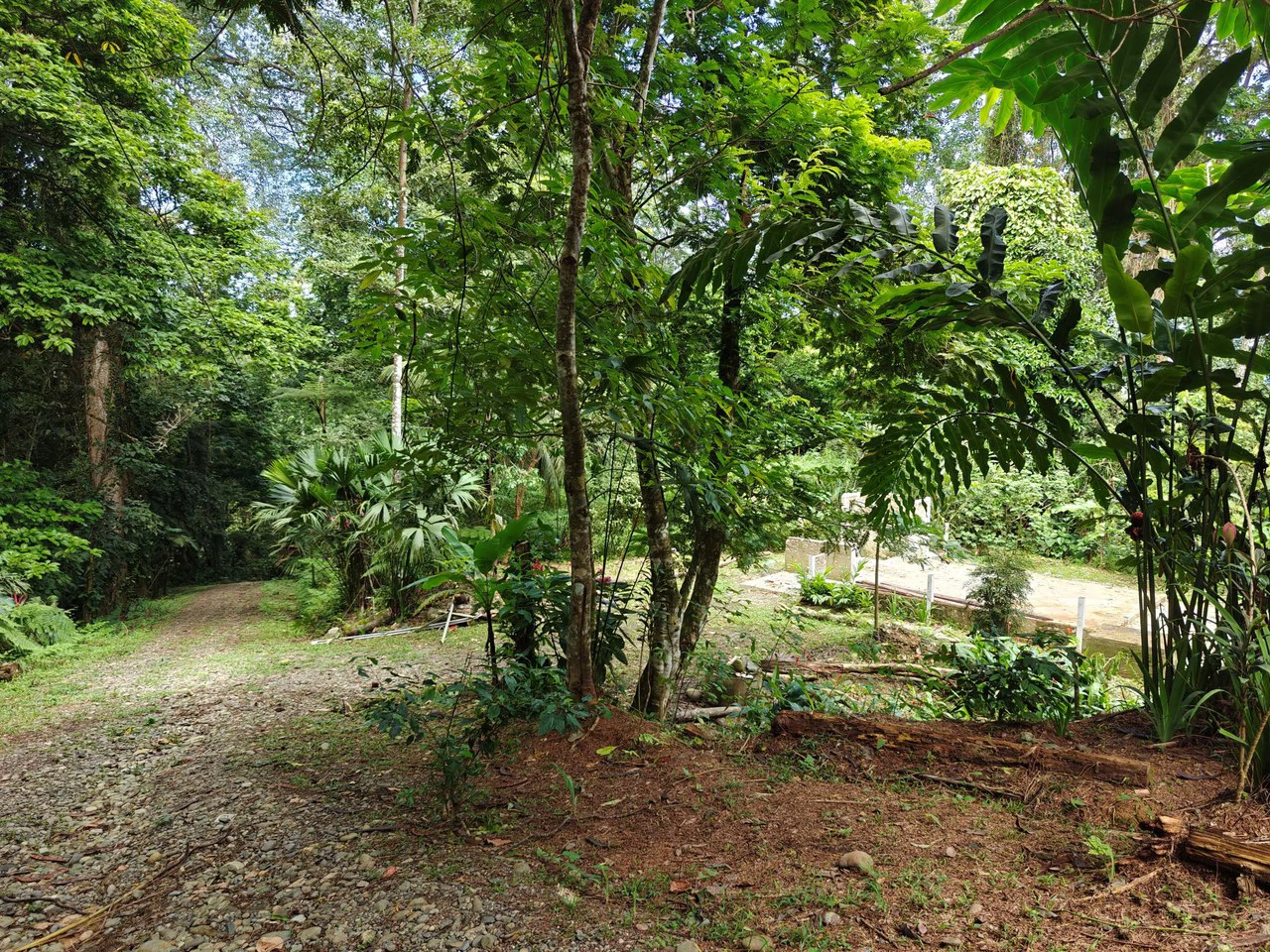 Mountain-Edge Sanctuary with Private Waterfall: 3 Titled Jungle Lots with Platforms, Waterfall, and Income Potential - Gallery image 16