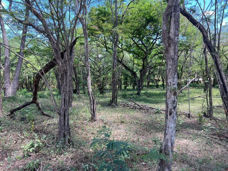5.67 Hectares in Puerto Viejo: Prime Development Parcel Just 2 Mins from the Beach - Gallery image 4