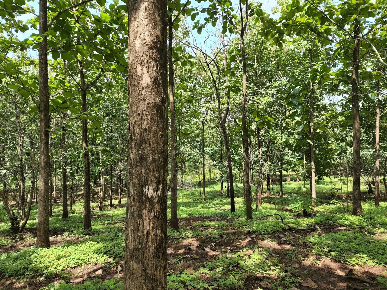 INVEST IN A TEAK PLANTATION FOR 25 YEARS - Gallery image 4