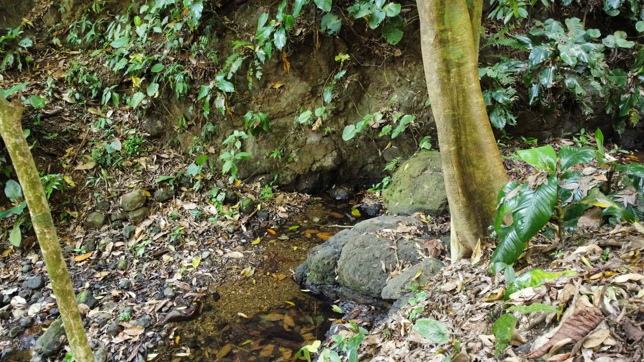 Unique property with creek and waterfall in lush jungle: Mountain Home Construction Site For Sale in Damas - Gallery image 9