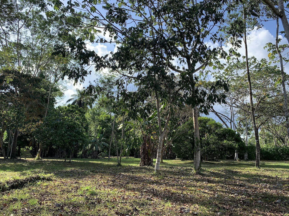 Beautiful Home and Property in Puerto Jiménez Osa Peninsula - Gallery image 24