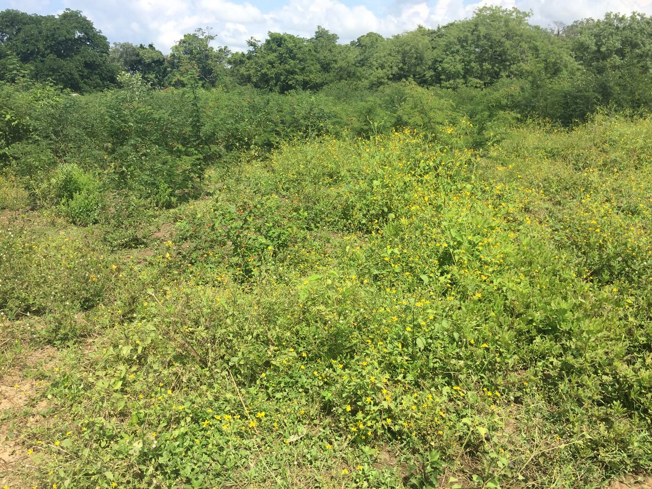 PROPERTY CLOSE TO THE AIRPORT OF LIBERIA.: Near the Coast and Countryside Development Parcel For Sale in Guardia - Gallery image 2