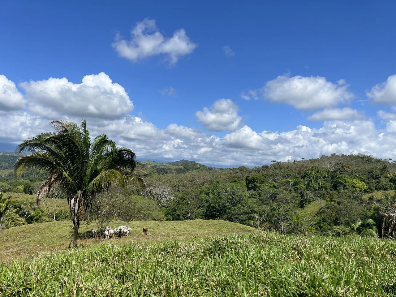 Finca Guapinol de Parrita: Near the Coast, Mountain and Countryside Agricultural Land For Sale in Parrita - Gallery image 3