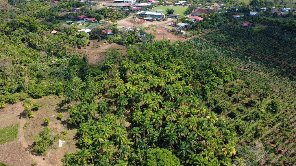 Countryside Agricultural Land For Sale in Pueblo Nuevo - Gallery image 6
