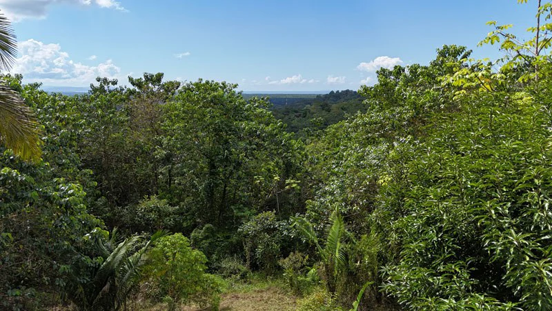 Gorgeous Ocean View Acreage in San Buenas - Gallery image 11
