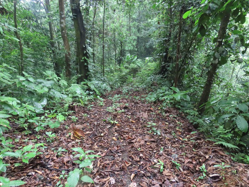 34-Acres of Forest For Sale in Riyito de Puerto Jimenez - Gallery image 29