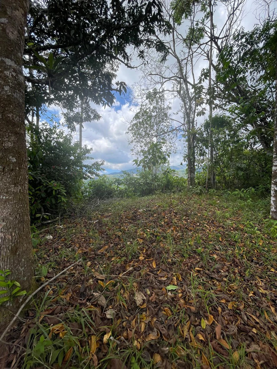 ID 4167: Investment Opportunity: 8-Acre Reforested Mountain Finca in Puriscal - Gallery image 44