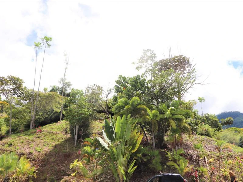 Captivating 3.15-Acre Property: Huge Pricedrop! Firesale Oceanview Lot in Tres Rios - Gallery image 49