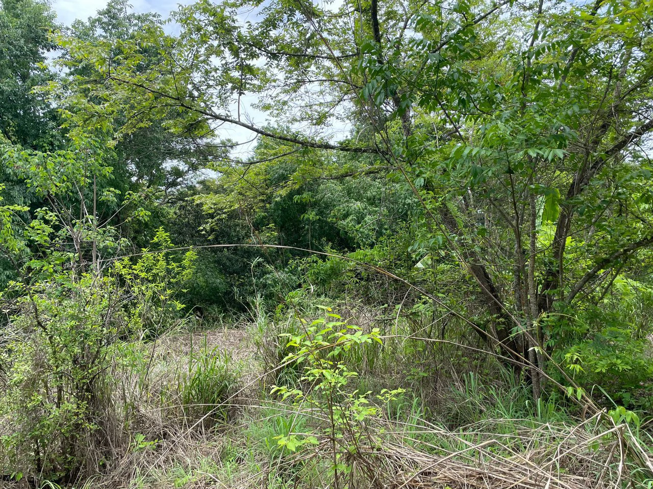 Beautiful private Mango farm and river frontage in Irigaray, 15 minutes from Liberia - Gallery image 12