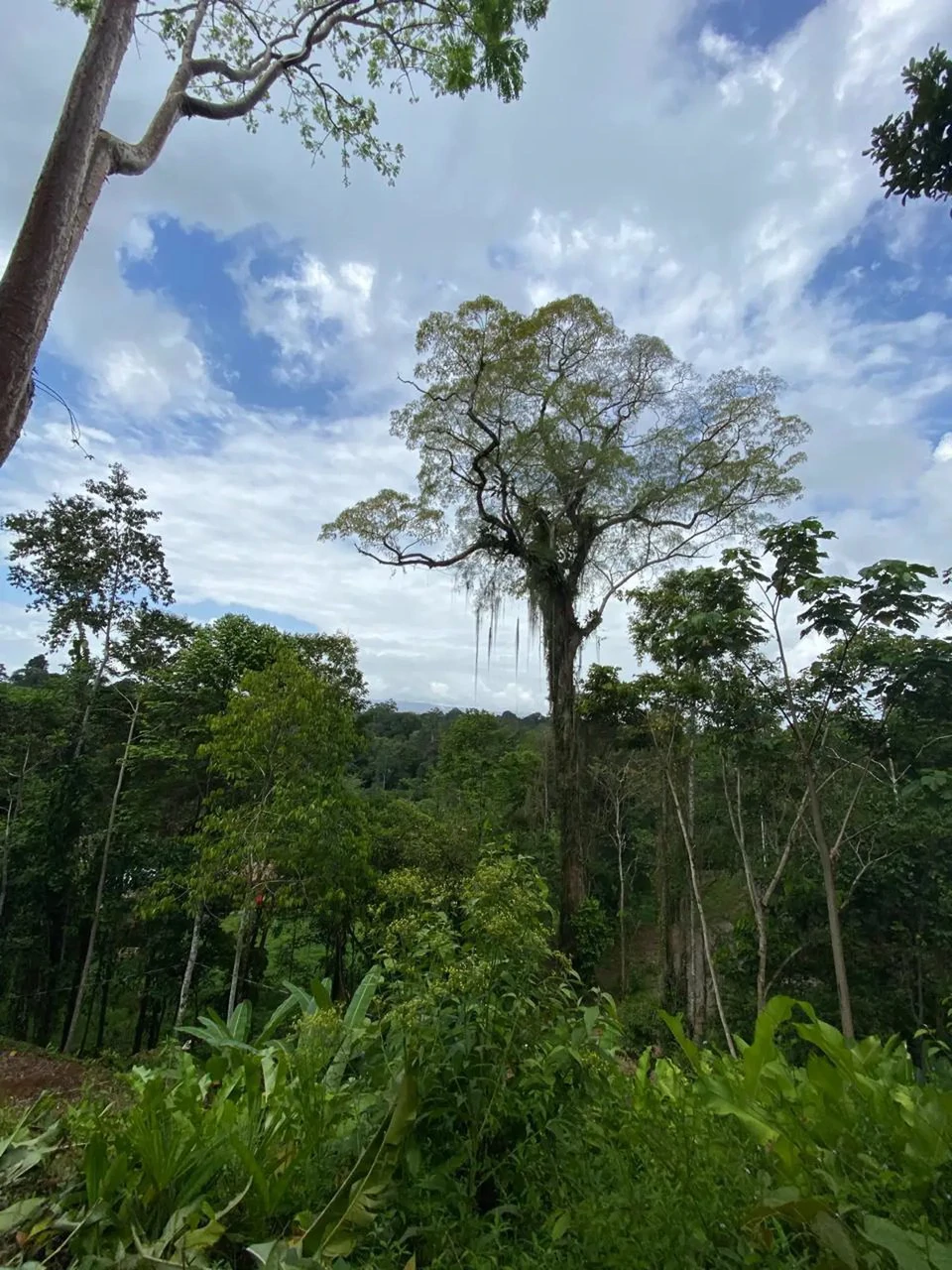 ID 1084: 5,500 sqm Lot with Mountain View in Iriria 1, Punta Uva - Gallery image 5