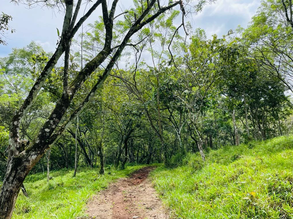 Farm for sale Puriscal Close to Universidad para la Paz Costa Rica - Gallery image 7