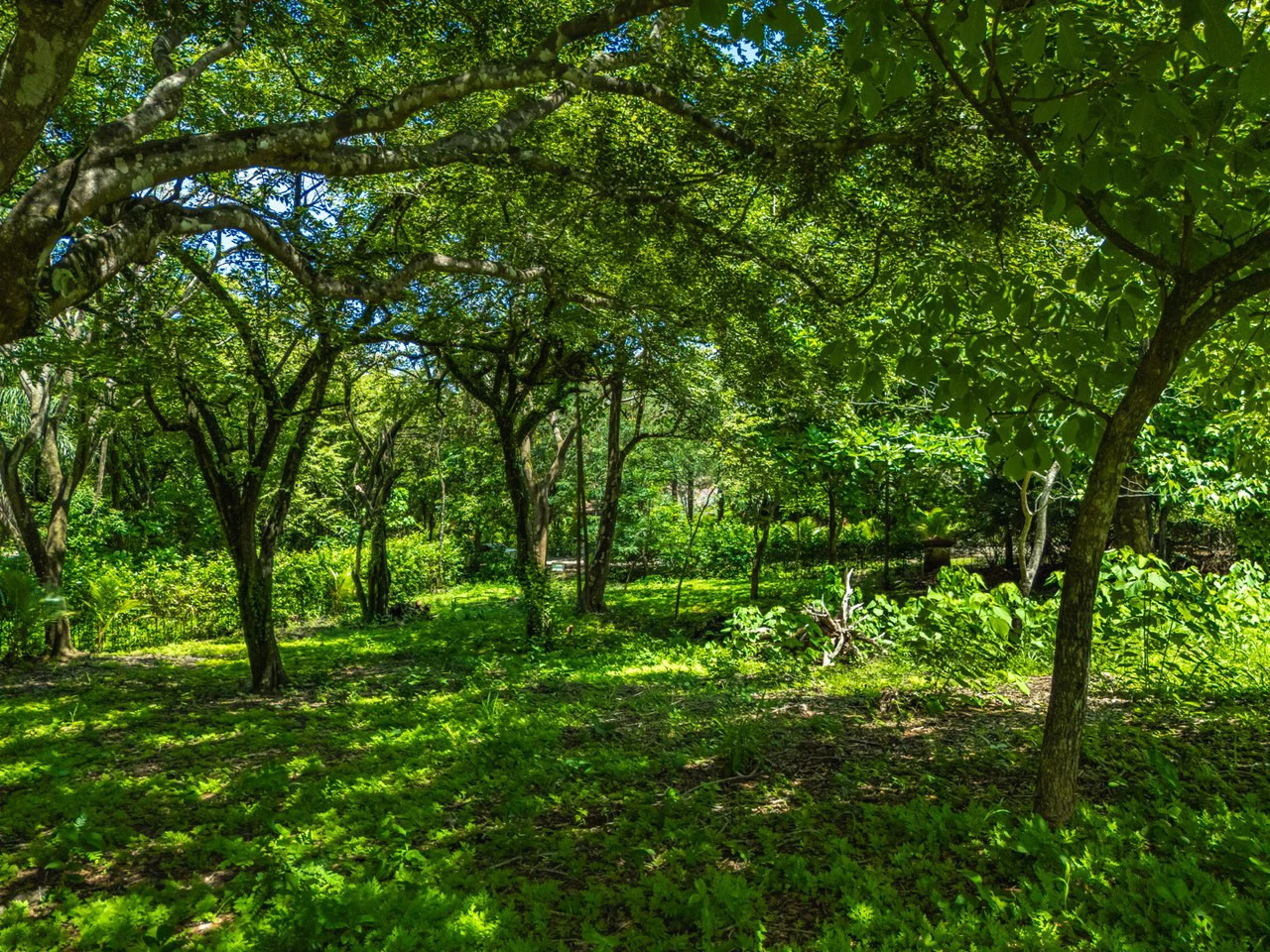Tierra Pacifica #22: 1.5 Acre Homesite with Water Meter - Gallery image 20