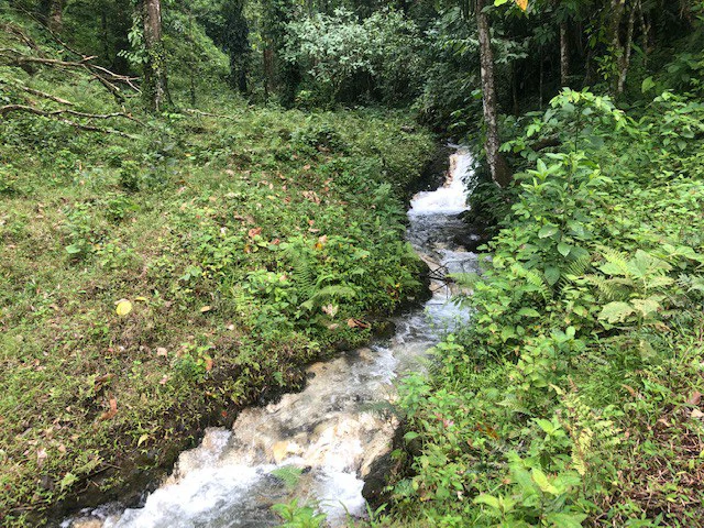 Cold & Hot springs surrounded by an overgrown farm, taken back by nature - Gallery image 14
