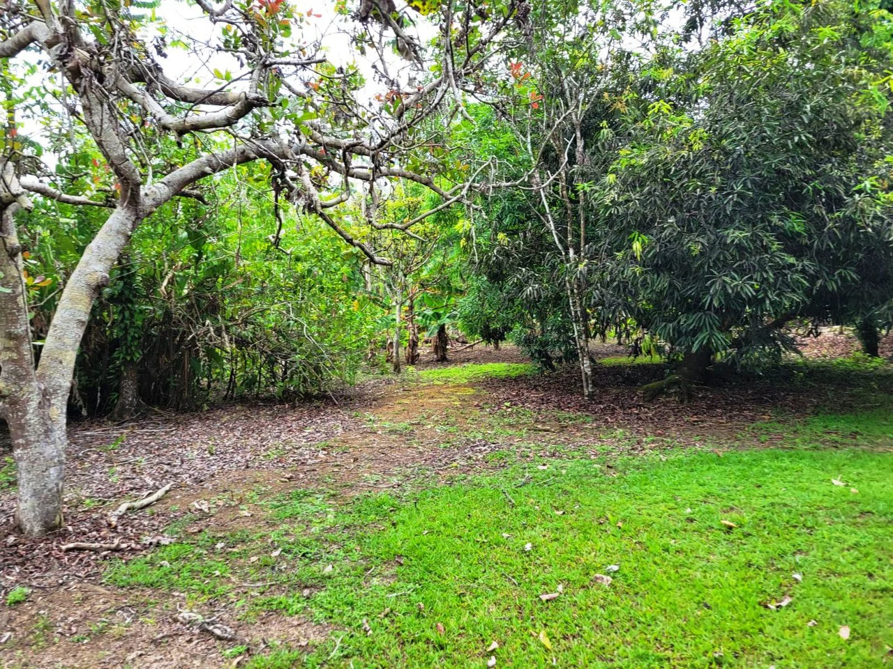 Tropical Fruit Farm in Playa Cañaza Build Your Dream Home in Paradise - Gallery image 2
