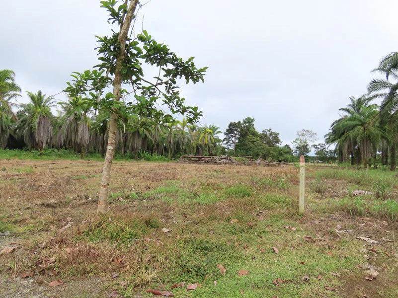 1.45-Acre Lot with Excellent Location in Canaza de Puerto Jimenez - Gallery image 4