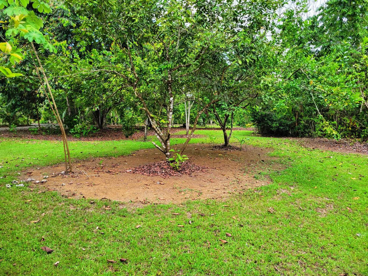Tropical Fruit Farm in Playa Cañaza Build Your Dream Home in Paradise - Gallery image 20