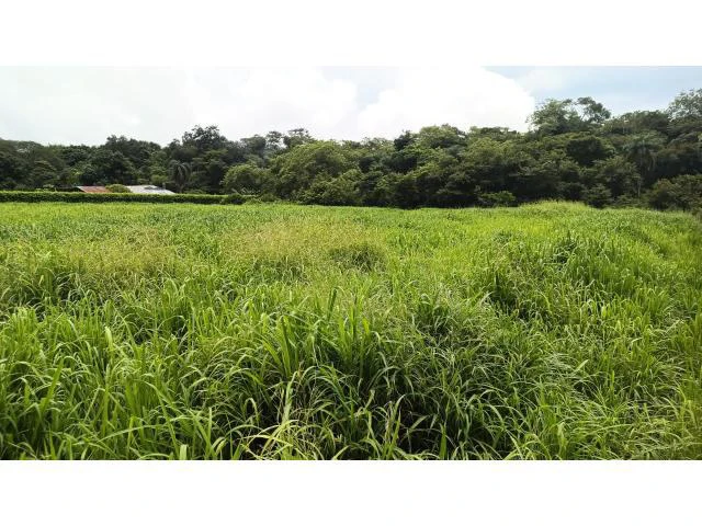 Amazing building property for sale 5 minutes away from Liberia center and 2 minutes walking to the Colorado River - Gallery image 31