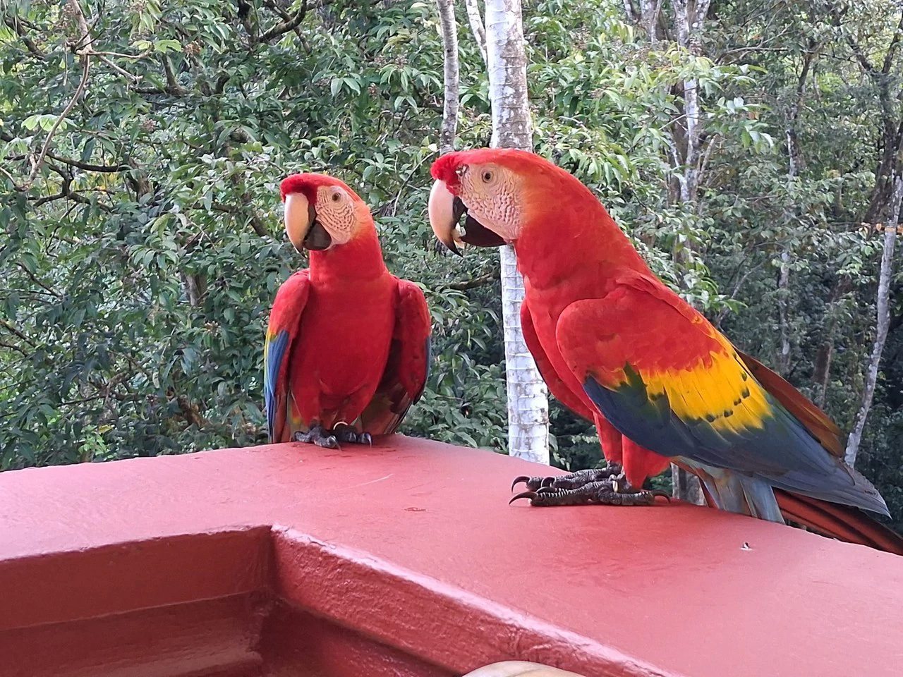 Flutterby Condo: Manuel Antonio’s Exclusive Rainforest Haven - Gallery image 27