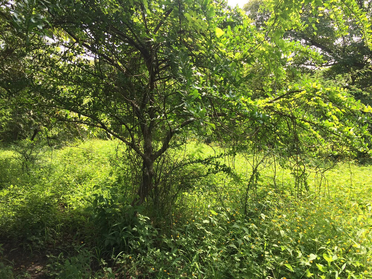 Commercial Airport Property for Sale in Liberia, Guanacaste Prime Frontage on Route #21 - Gallery image 2