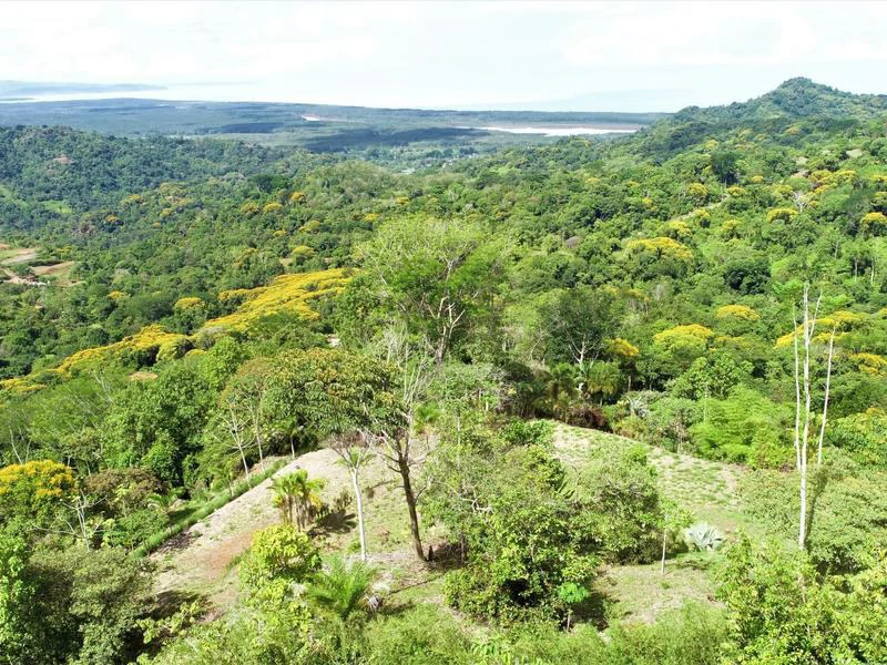 Captivating 3.15-Acre Property: Huge Pricedrop! Firesale Oceanview Lot in Tres Rios - Gallery image 19