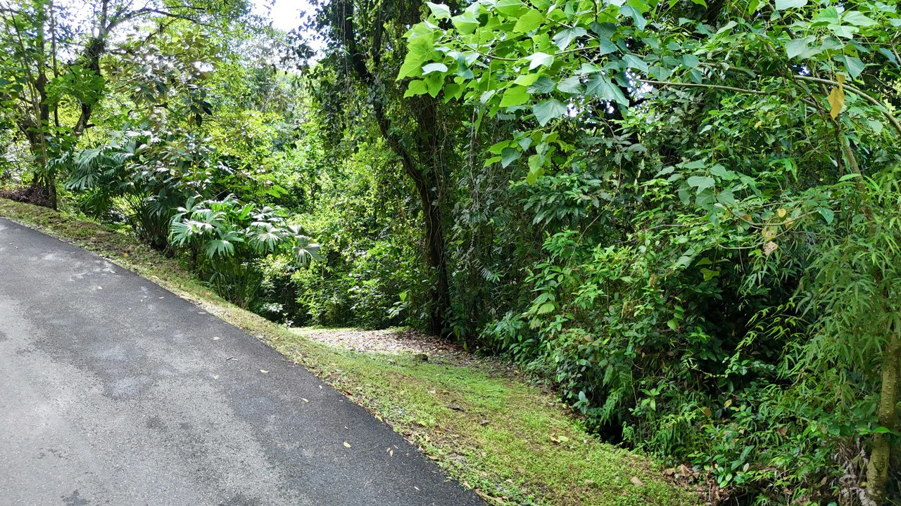Selva Vista Estate: 5.9 Acres of Wild Beauty - Gallery image 4