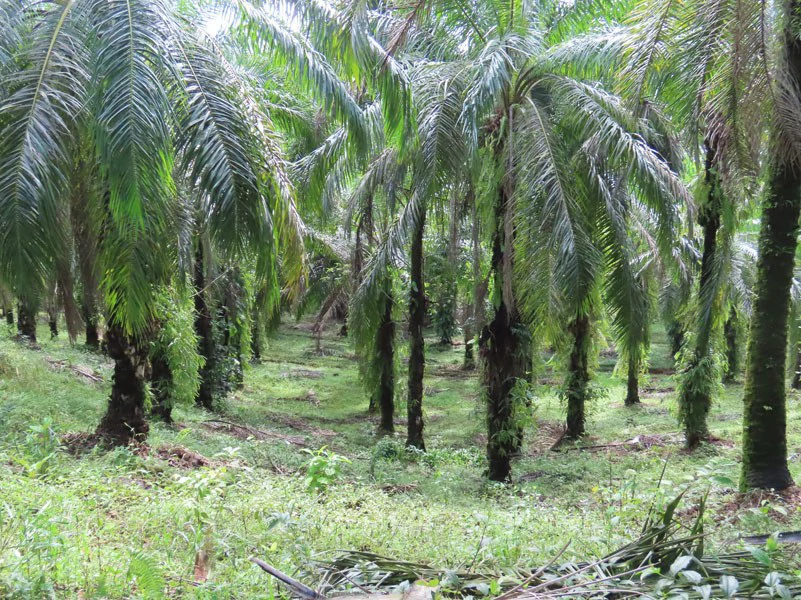 Palm Farm with Ocean View, Ideal for Ecotourism or Residential Development - Gallery image 7