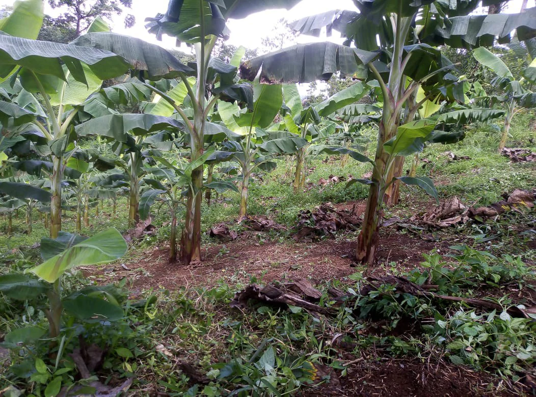 Agricultural farmland for sale in Aguas Claras, Alajuela, 1 house and many fruit trees - Gallery image 8