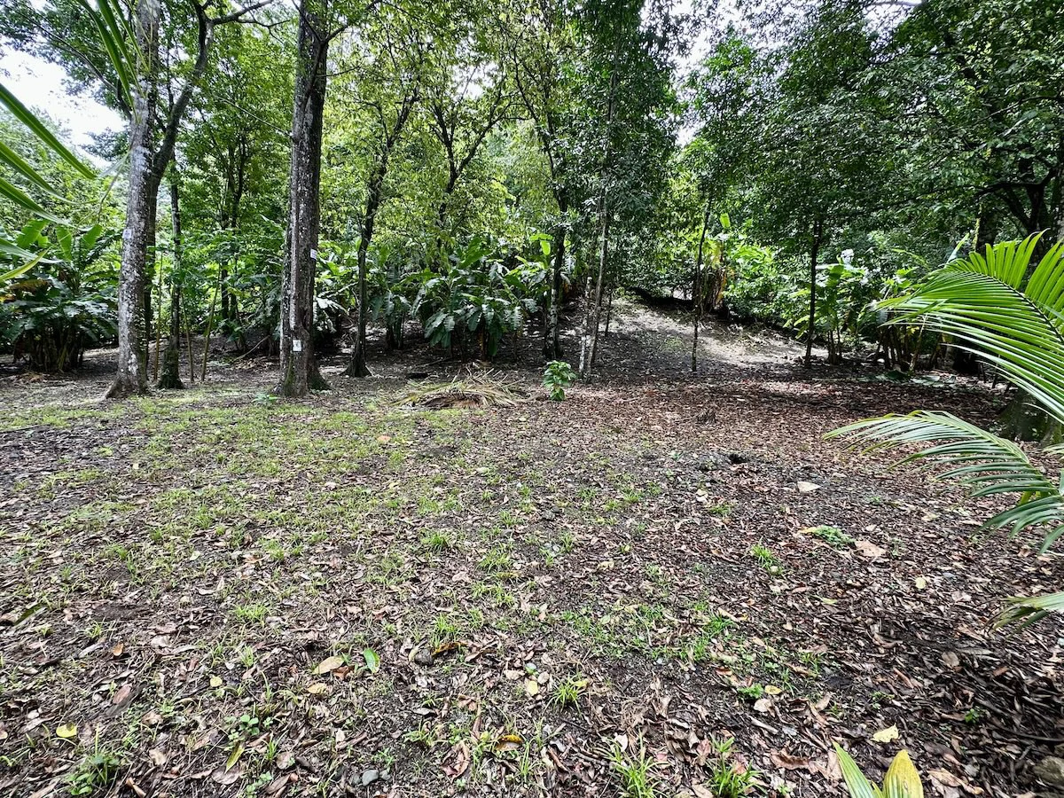 Beautiful Lot in Matapalo Osa Peninsula - Gallery image 5