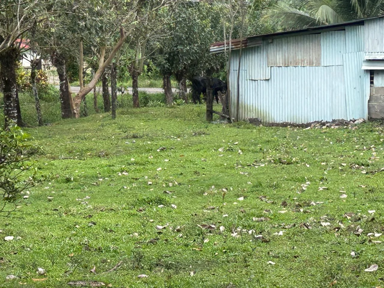 Land for Sale 4803 m2: Over 1 acre beautiful flat land Ready to build with electricity, small creek from spring. - Gallery image 9