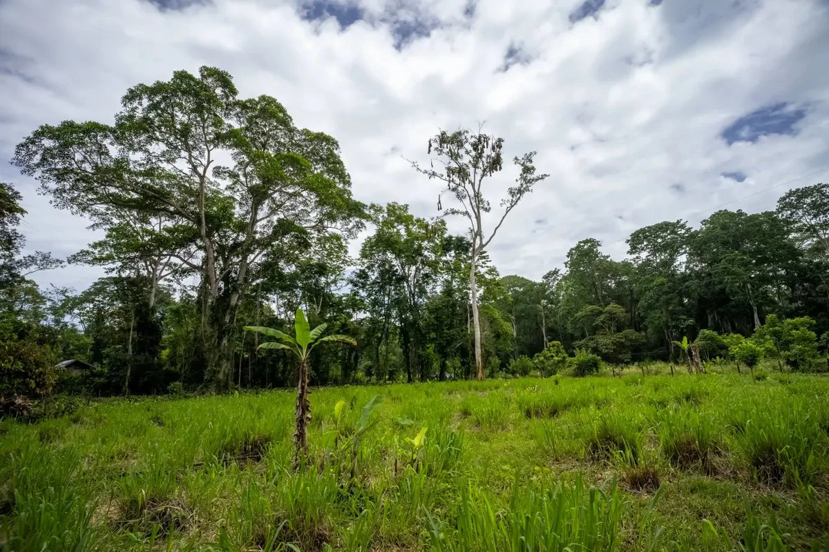 ID 1134: 3960m² Flat Development Lot Near Cahuita, Costa Rica - photo 15