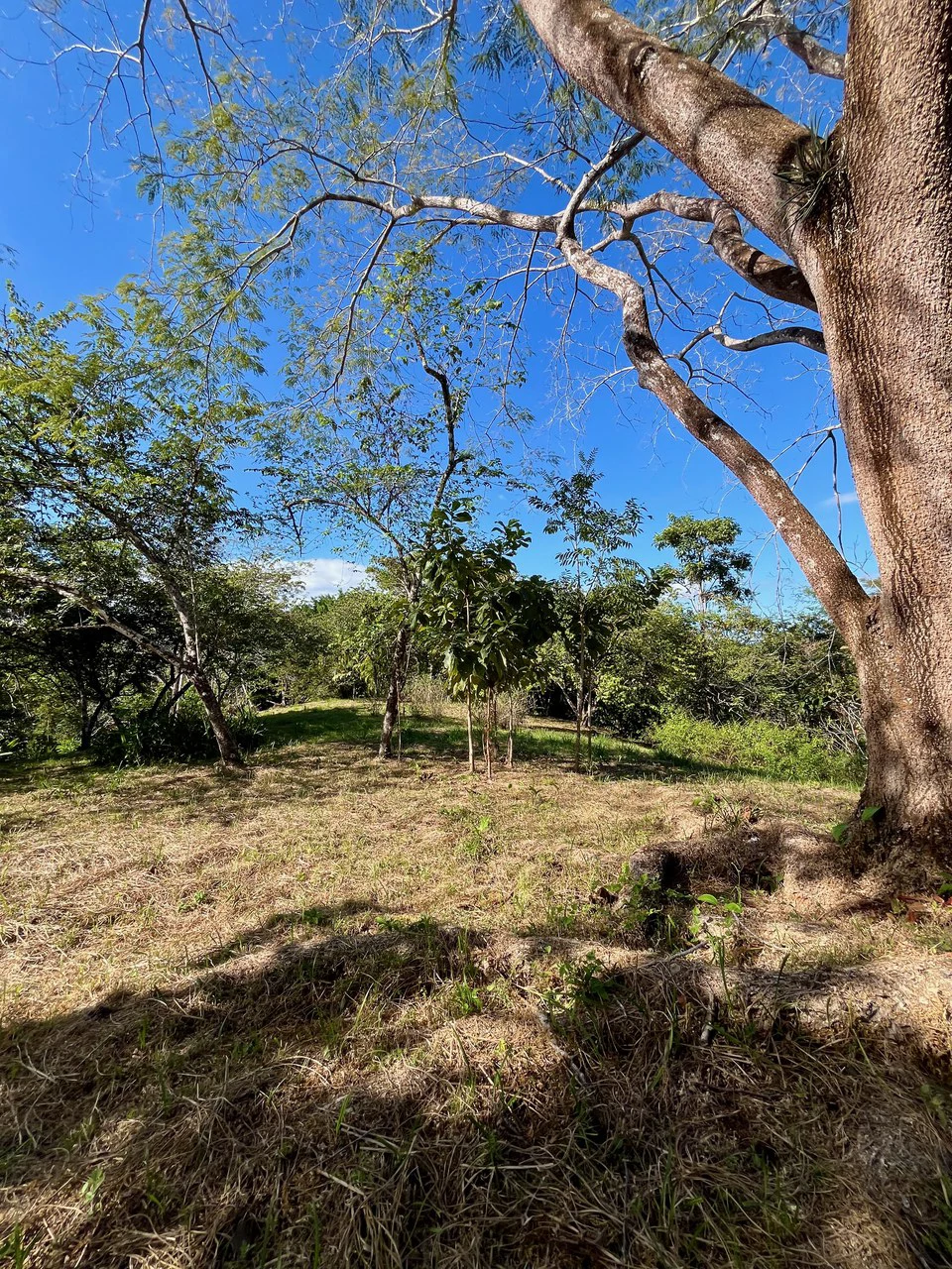 4000m2 Ready to Build Lot in Delicias: Partial Ocean Views in Great Neighorhood - Gallery image 5