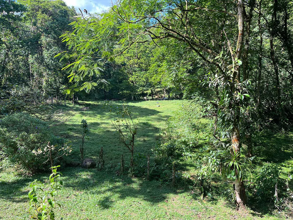 ID 4161: Expansive Farm for Sale in Sarapiquí, Heredia: Pastureland, Rivers & Private Fores - Gallery image 8
