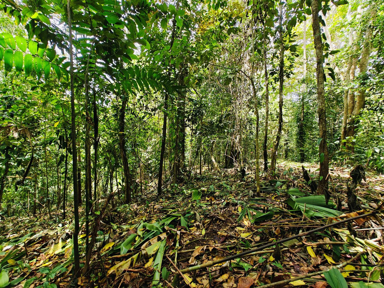 8001 sqm of  Off-Grid Raw Jungle land in Gated Community near Punta Uva - Gallery image 4