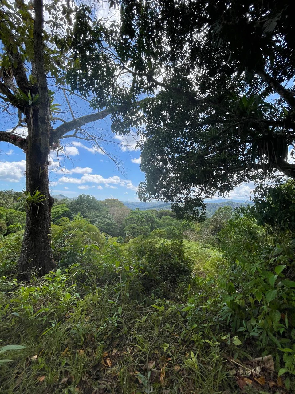 ID 4167: Investment Opportunity: 8-Acre Reforested Mountain Finca in Puriscal - Gallery image 45
