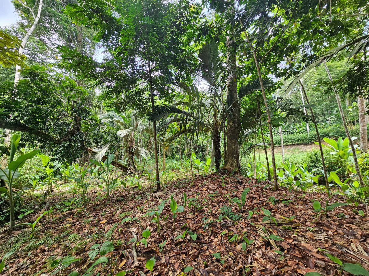 1800 sqm Lot in Cocles, Outside of Reserve: Jungle Living at it’s Finest in Colces, Outside of the Reserve.