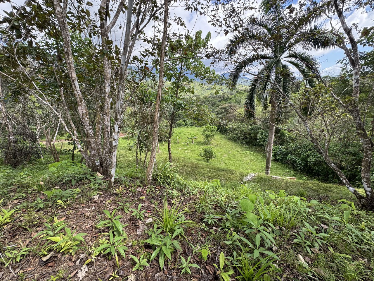 12 Acre Farm in Private Agricultural Community South of Ojochal - Gallery image 17