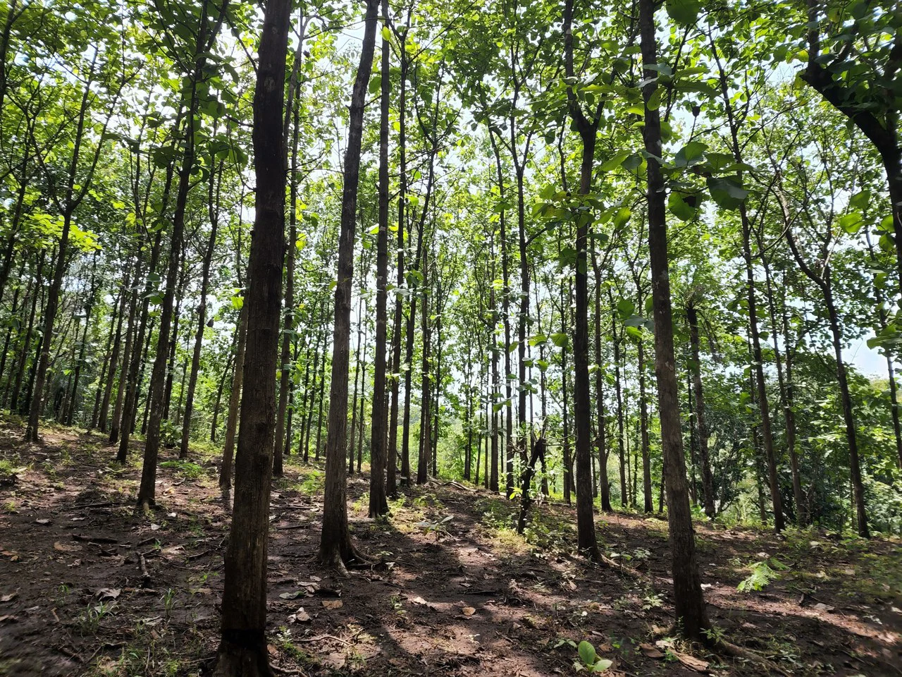 INVEST IN A TEAK PLANTATION FOR 25 YEARS - Gallery image 31