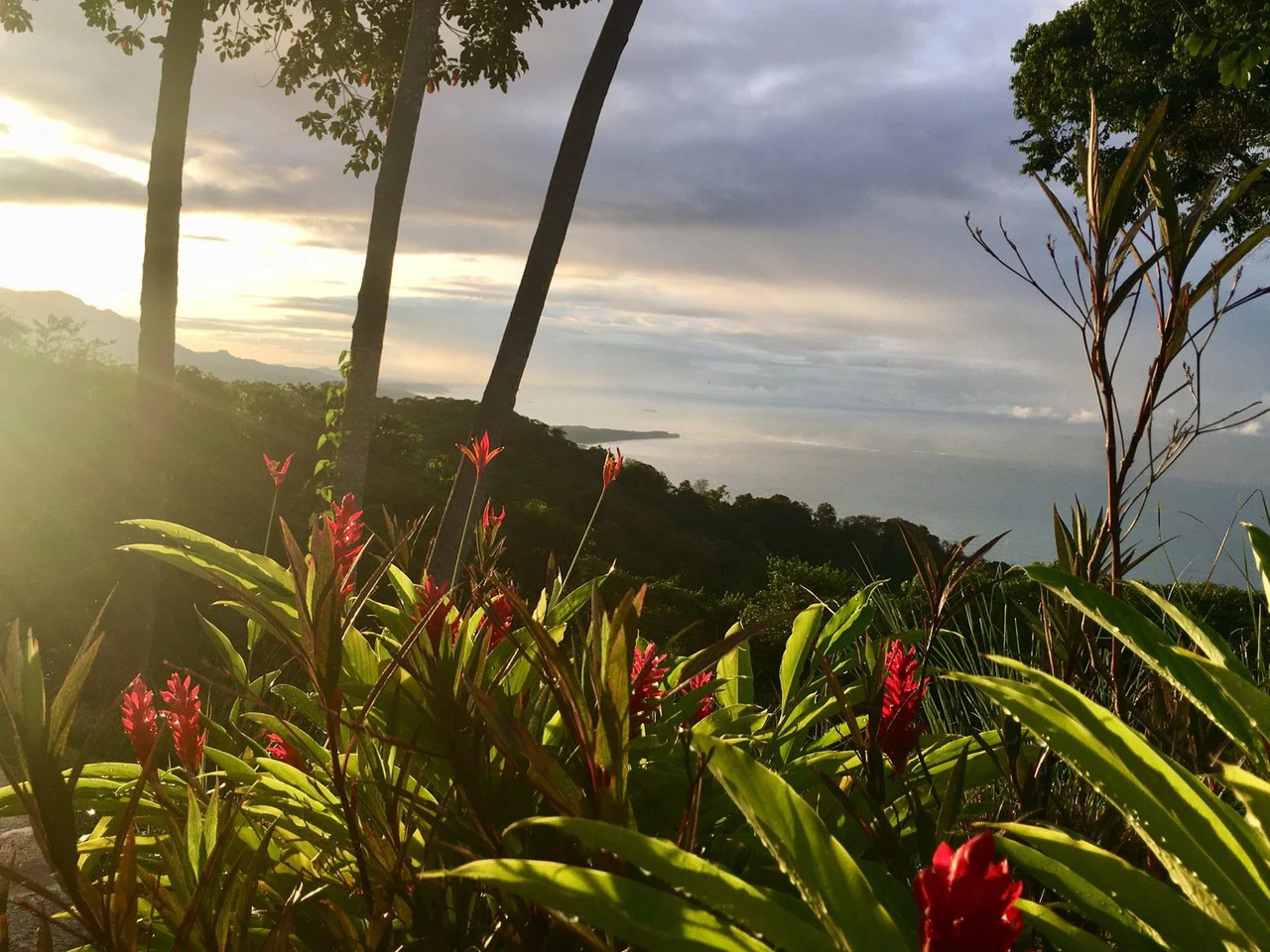 2 ACRES – 2 Bedroom Whales Tale Ocean View Home In Costa Verde Estates Gated Community!!!: 79 ACRES – Amazing Farm On Ridge Top With Whale’s Tail Ocean View And 800 Exotic Tropical Fruit Trees!!!!! - Gallery image 53