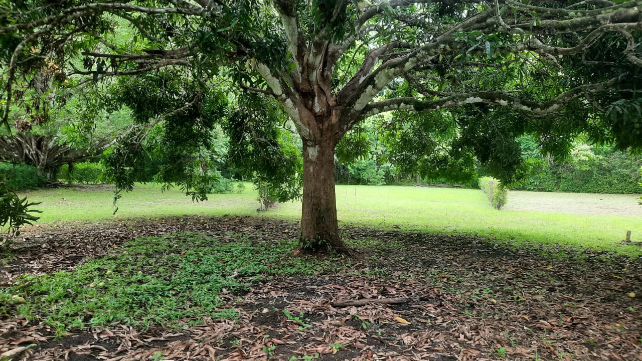 Agricultural Land For Sale in Jacó - Gallery image 10