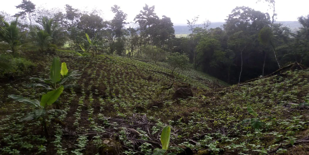Agricultural farmland for sale in Aguas Claras, Alajuela, 1 house and many fruit trees - Gallery image 15