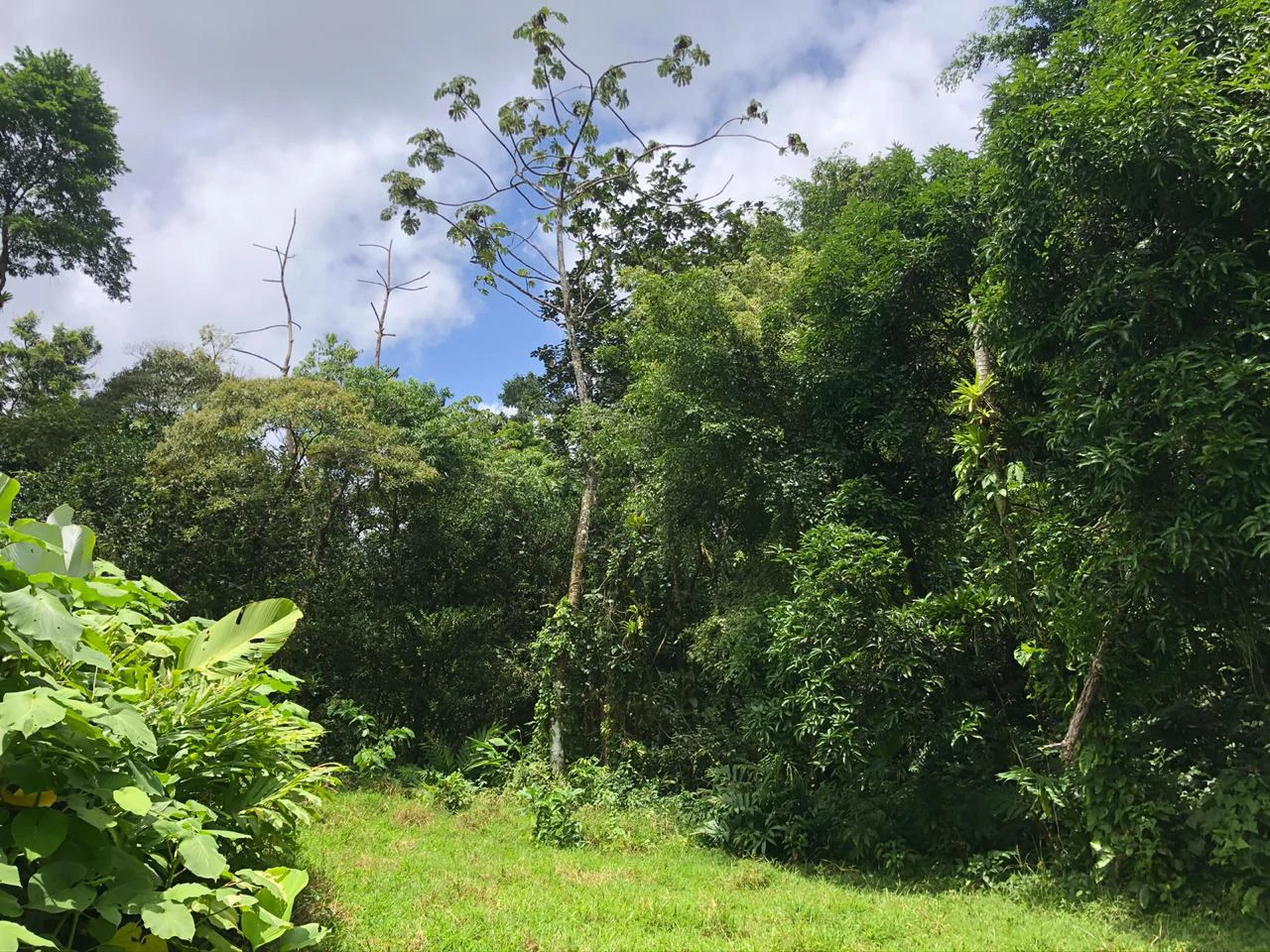 Hot Springs Property in Dos Ríos de Upala – Excellent Investment Opportunity - Gallery image 38